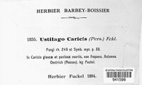 Anthracoidea caricis image